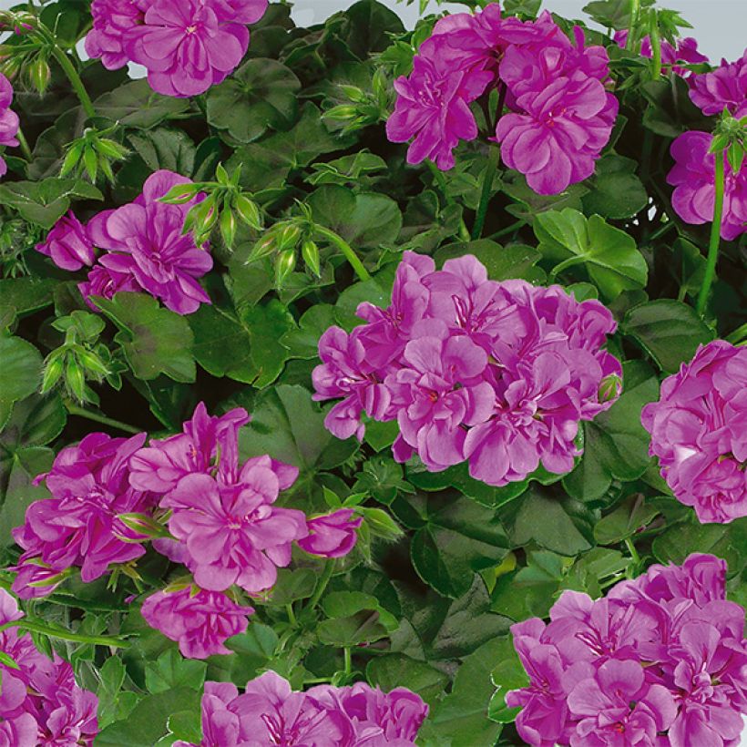 Hängegeranie Amelit - Pelargonium (Flowering)