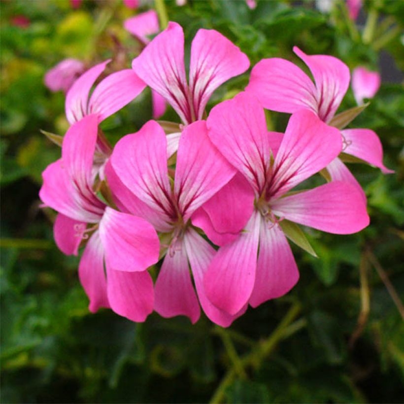 Hängegeranie Balcon Desrumeaux - Pelargonium (Flowering)
