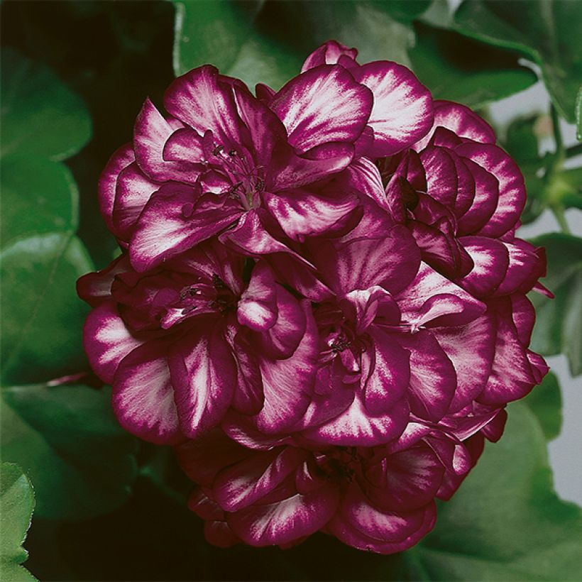 Hängegeranie Mexica Tomcat - Pelargonium (Flowering)