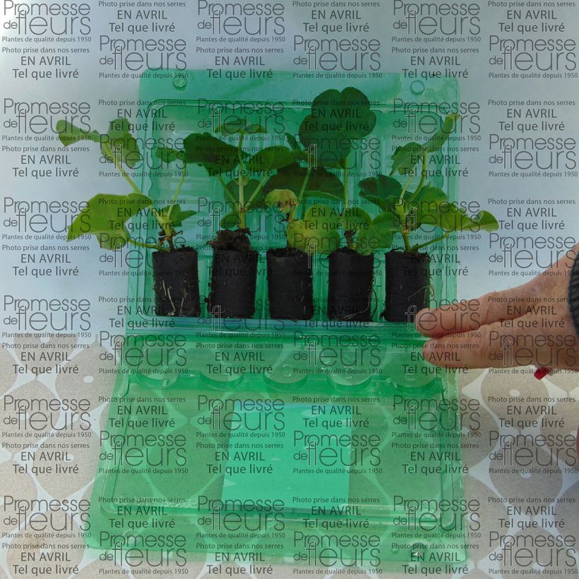 Example of Hängegeranie Mexica Tomcat - Pelargonium Mini-Plug Ø 3/4 cm as you get