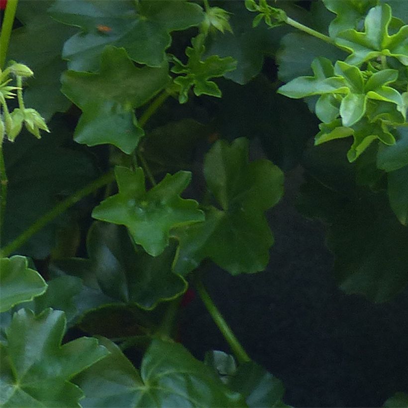 Hängegeranie Mexikanerin/Rouletta - Pelargonium (Foliage)