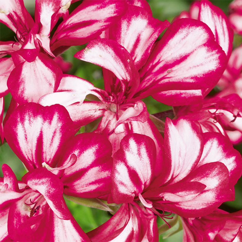 Hängegeranie Mexikanerin/Rouletta - Pelargonium (Flowering)