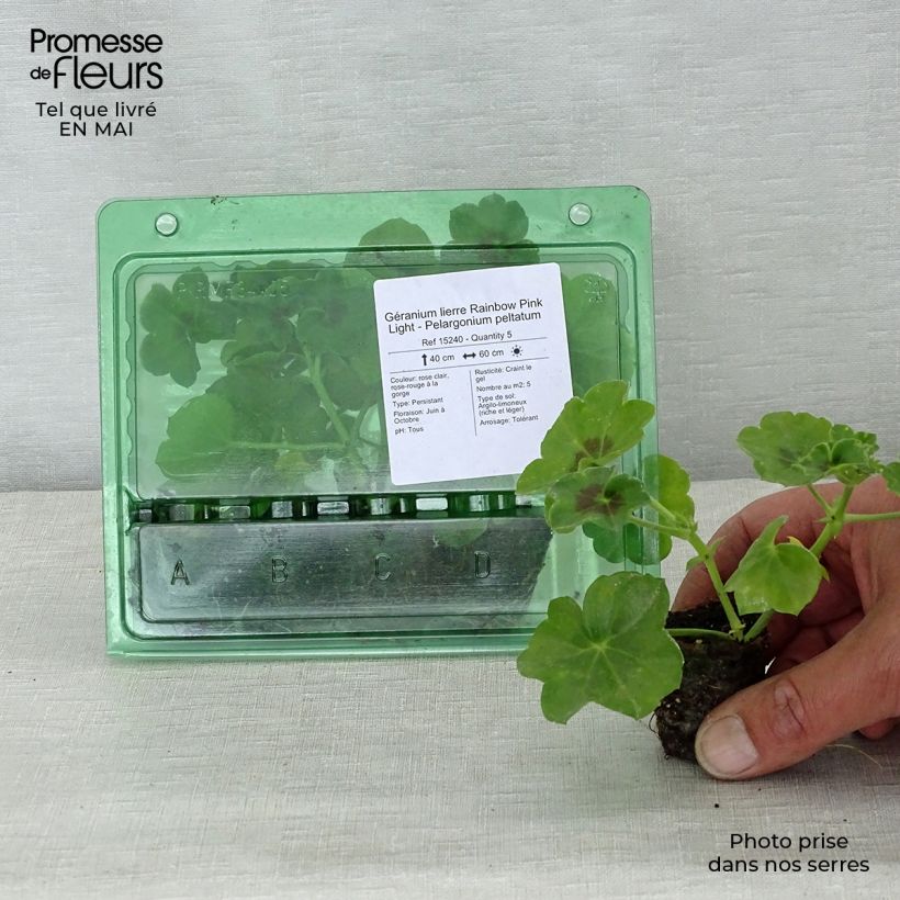 Example of Hängegeranie Rainbow Pink Light - Pelargonium Mini-Plug Ø 3/4 cm as you get in printemps
