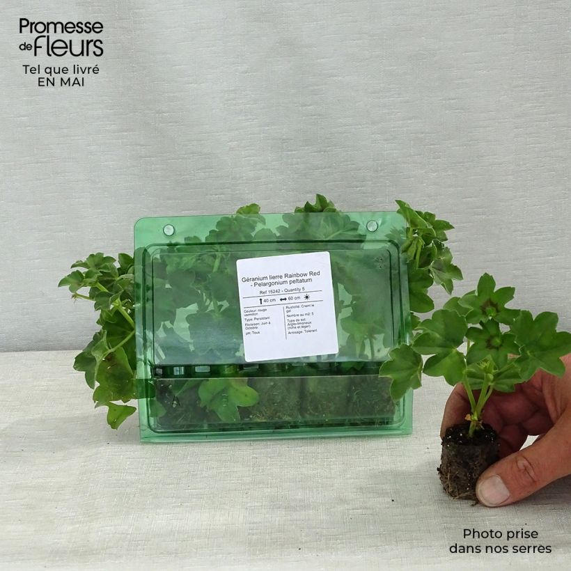 Example of Hängegeranie Rainbow Red - Pelargonium Mini-Plug Ø 3/4 cm as you get in printemps