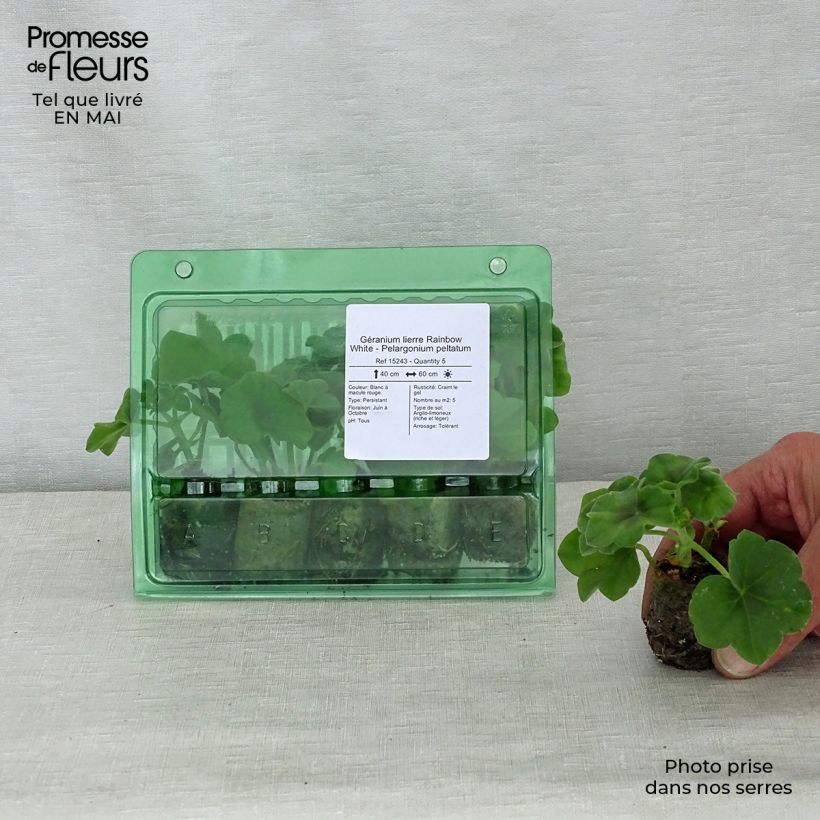 Example of Hängegeranie Rainbow White - Pelargonium Mini-Plug Ø 3/4 cm as you get in printemps