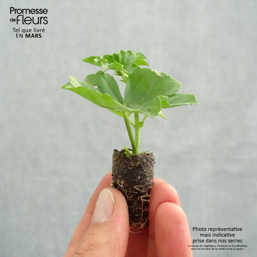 Example of Hängegeranie Balcon Desrumeaux - Pelargonium Mini-Plug Ø 3/4 cm as you get in printemps