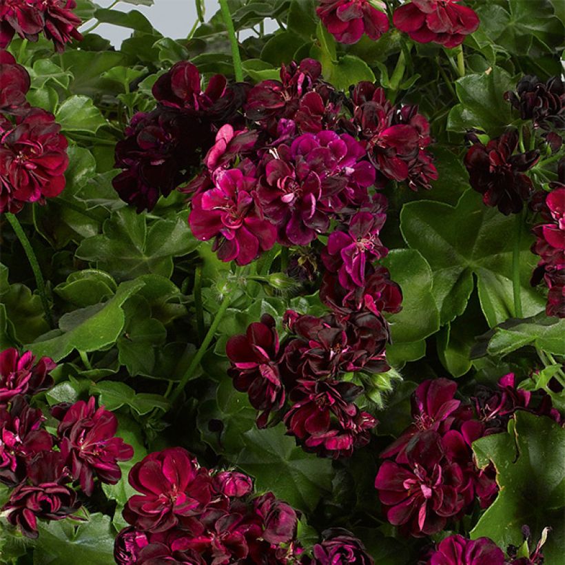 Hängegeranie Tommy - Pelargonium (Flowering)