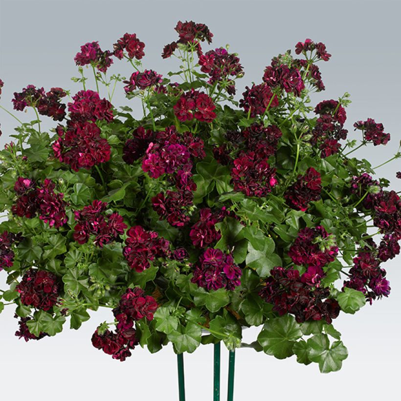 Hängegeranie Tommy - Pelargonium (Plant habit)