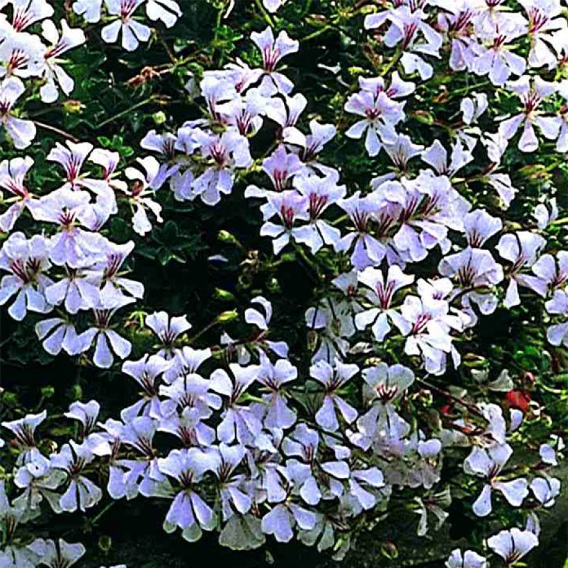 Hängegeranie Ville de Dresden - Pelargonium (Flowering)