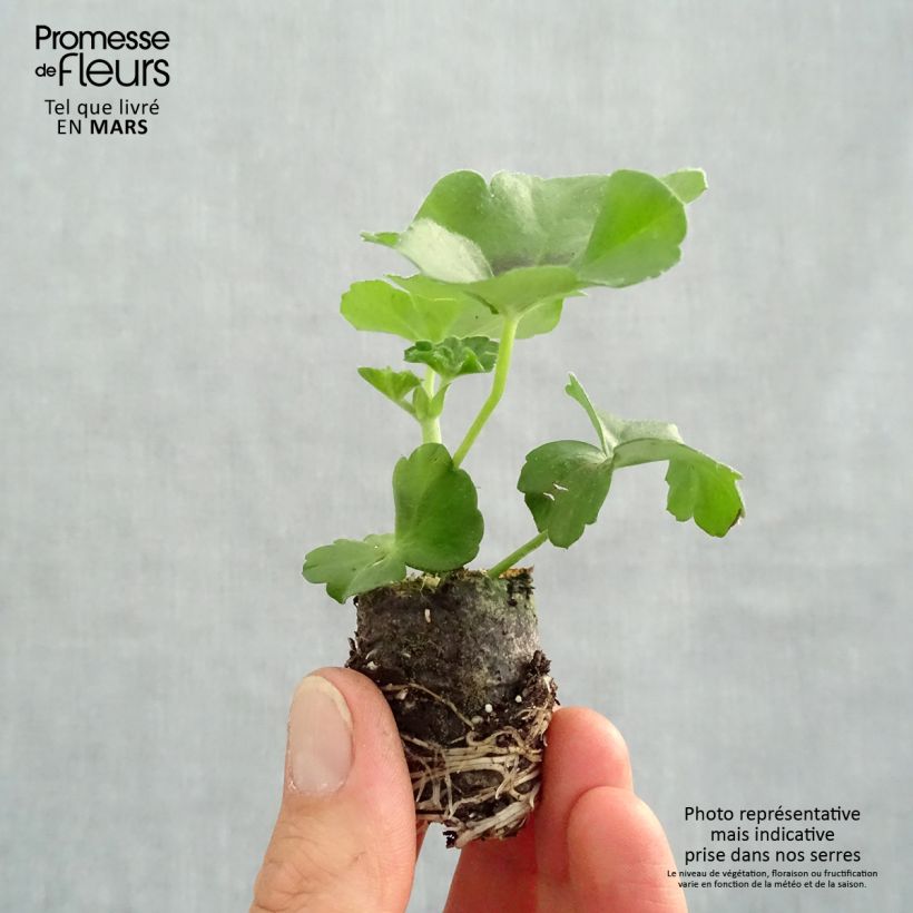 Example of Hängegeranie Moonflair Dark Pink - Pelargonium Mini-Plug Ø 3/4 cm as you get in printemps