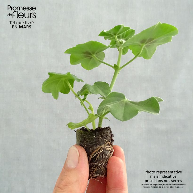 Example of Hängegeranie Moonflair Red - Pelargonium Mini-Plug Ø 3/4 cm as you get in printemps