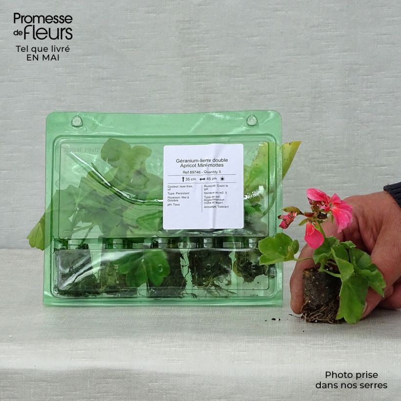 Example of Hängegeranie Double Apricot - Pelargonium Mini-Plug Ø 3/4 cm as you get in printemps