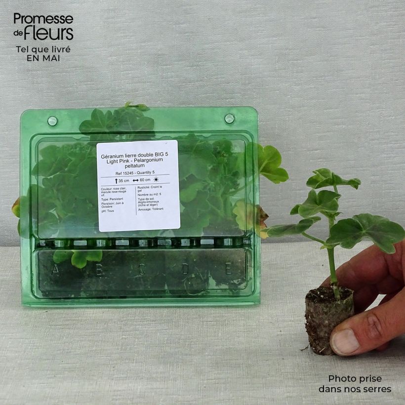 Example of Hängegeranie Big 5 Light Pink - Pelargonium Mini-Plug Ø 3/4 cm as you get in printemps
