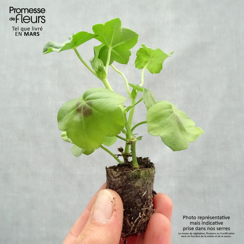 Example of Hängegeranie Big 5 Neon Pink - Pelargonium Mini-Plug Ø 3/4 cm as you get in printemps