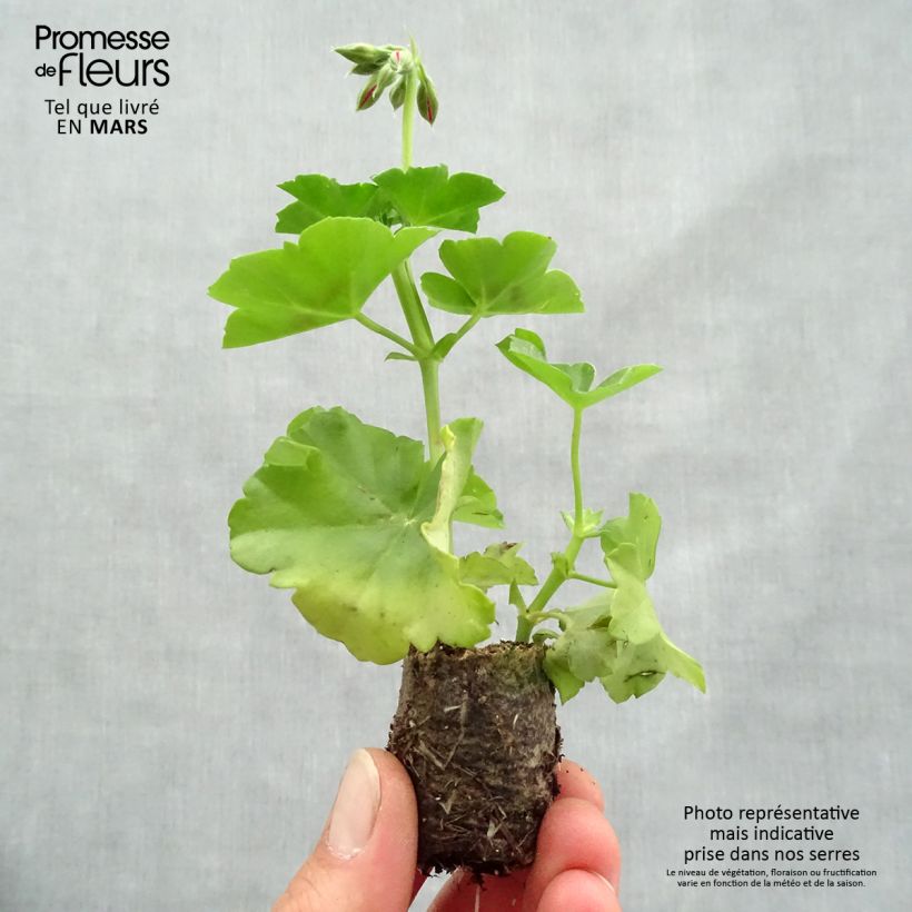Example of Hängegeranie Big 5 Red Devil - Pelargonium Mini-Plug Ø 3/4 cm as you get in printemps