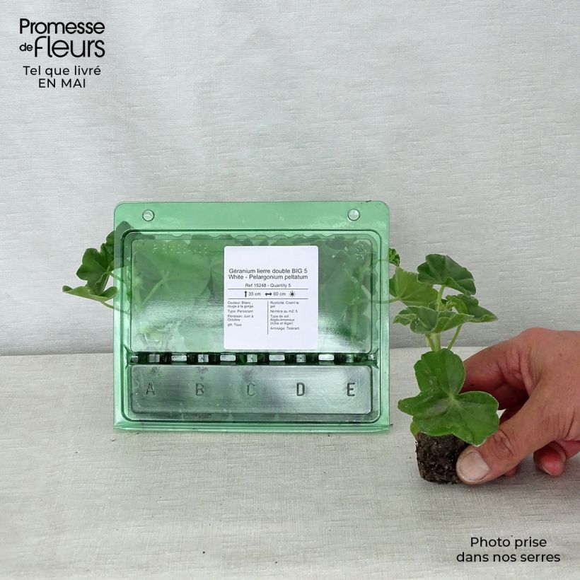 Example of Hängegeranie Big 5 White - Pelargonium Mini-Plug Ø 3/4 cm as you get in printemps