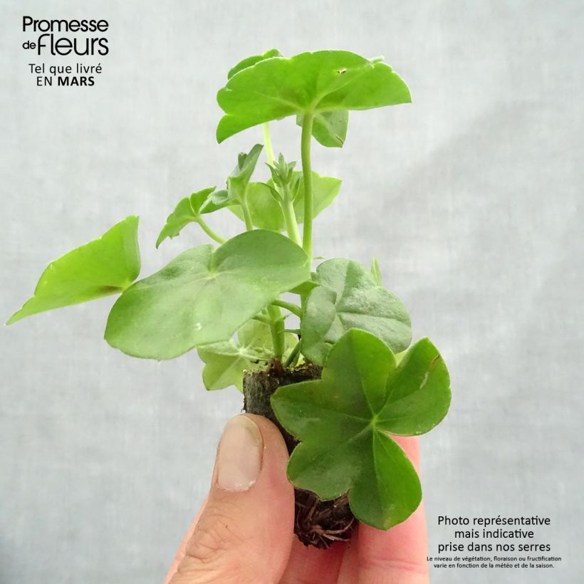Example of Hängegeranie Big 5 Amethyst - Pelargonium Mini-Plug Ø 3/4 cm as you get in printemps