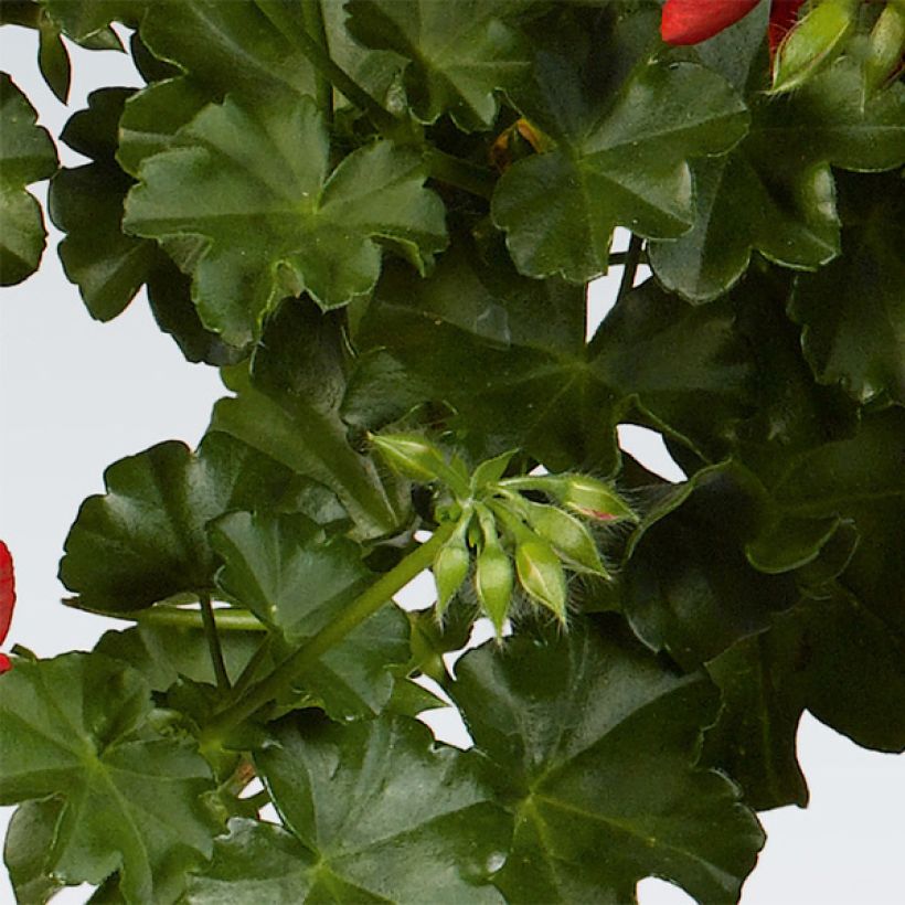 Hängegeranie Rocky - Pelargonium (Foliage)