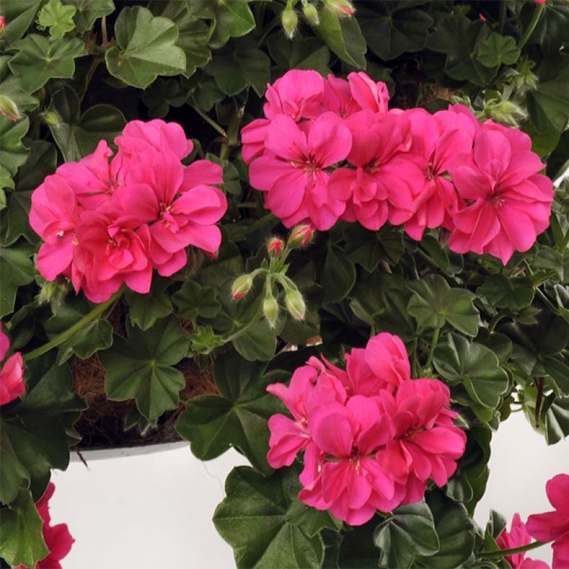 Hängegeranie Rocky - Pelargonium (Flowering)