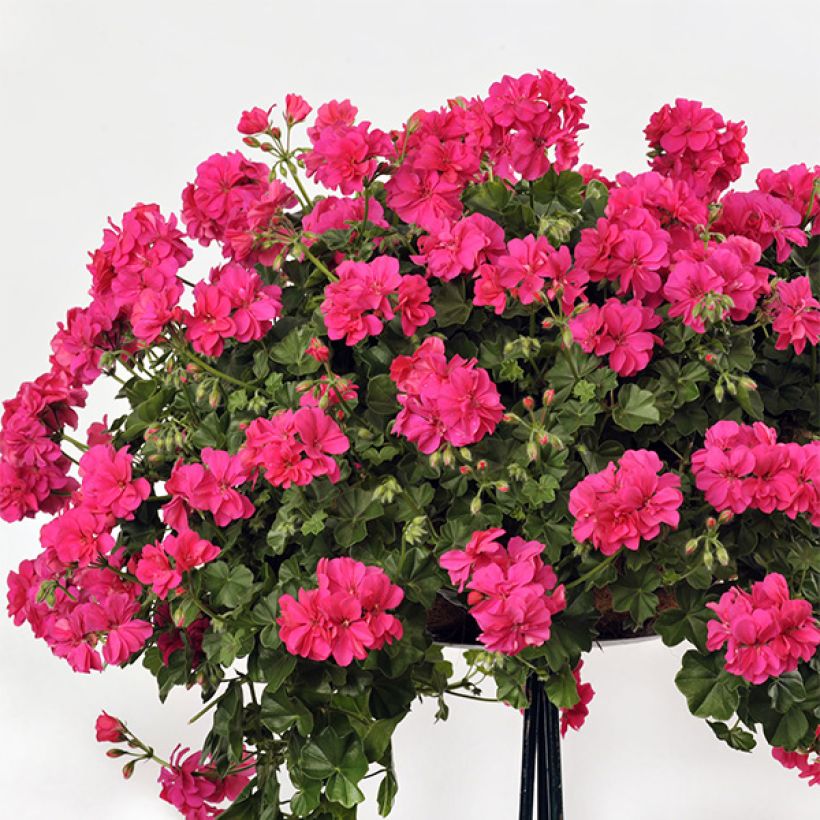 Hängegeranie Rocky - Pelargonium (Plant habit)