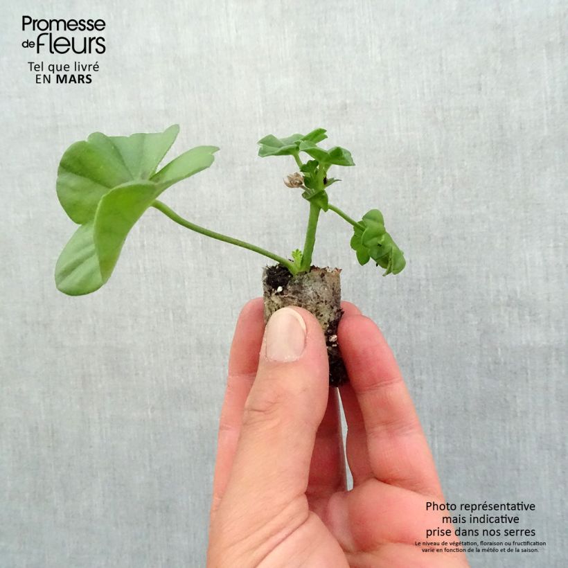 Example of Hängegeranie Rocky - Pelargonium Mini-Plug Ø 3/4 cm as you get in printemps