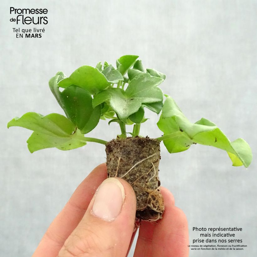 Example of Hängegeranie Mexikanerin/Rouletta - Pelargonium Mini-Plug Ø 3/4 cm as you get in printemps