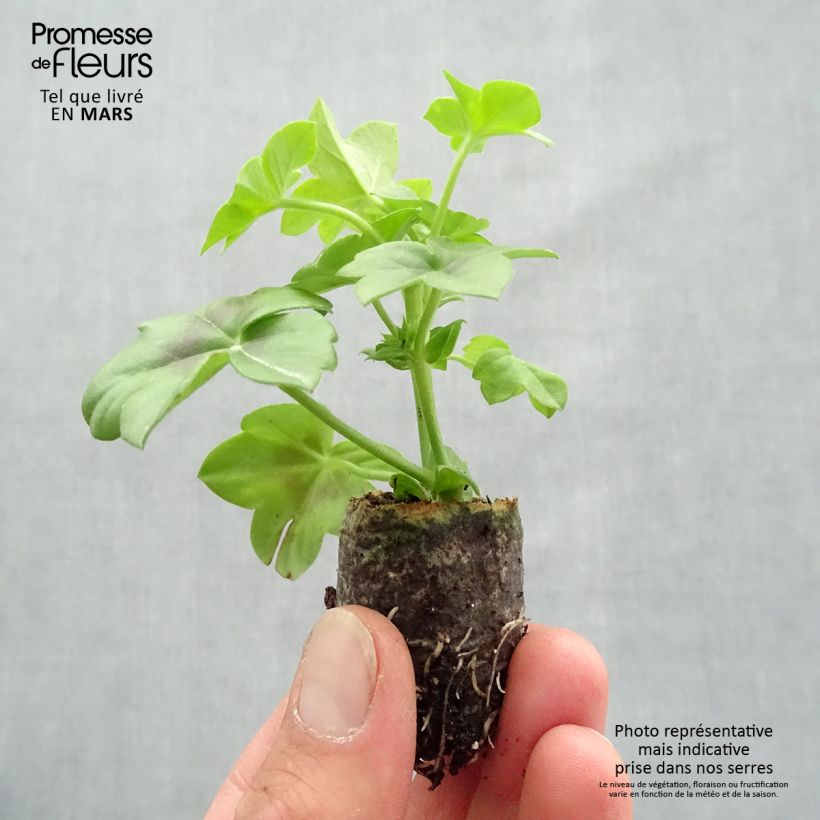 Example of Hängegeranie Double Royal Brillant Red - Pelargonium Mini-Plug Ø 1,5/2,5 cm as you get in printemps