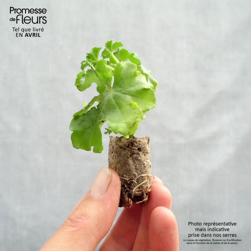 Example of Hängegeranie Ruby - Pelargonium Mini-Plug Ø 3/4 cm as you get in printemps