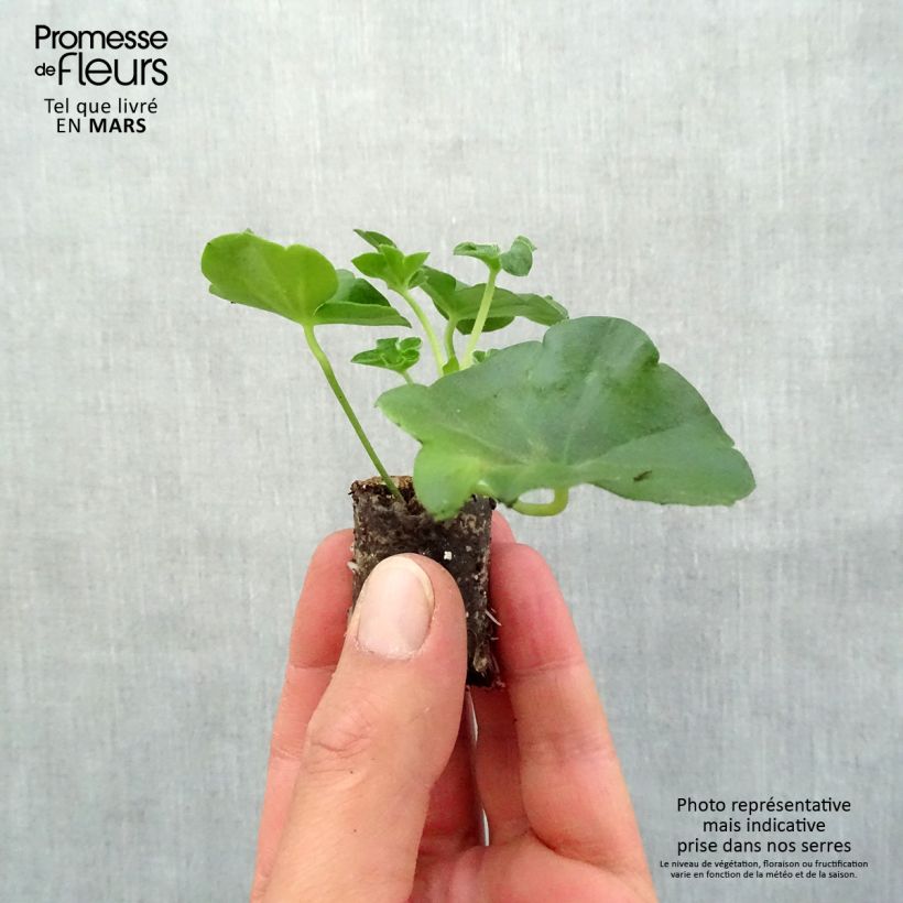 Example of Hängegeranie Tommy - Pelargonium Mini-Plug Ø 3/4 cm as you get in printemps