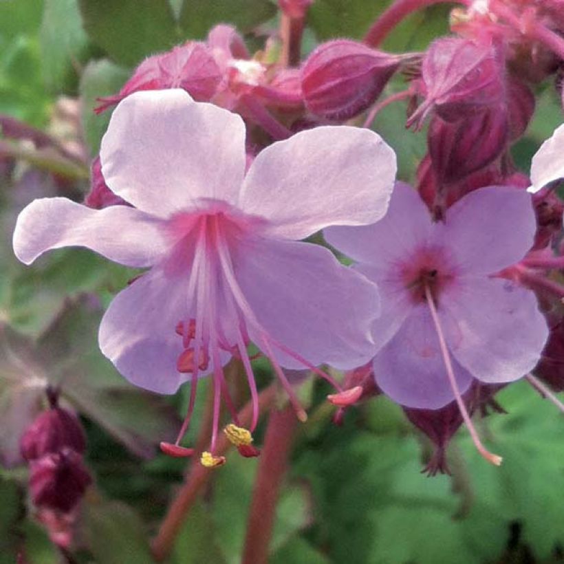 Geranium macrorrhizum Olympos - Balkan-Storchschnabel (Flowering)