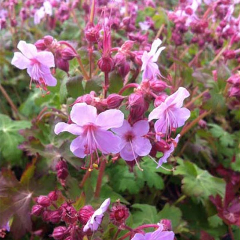 Geranium macrorrhizum Olympos - Balkan-Storchschnabel (Plant habit)