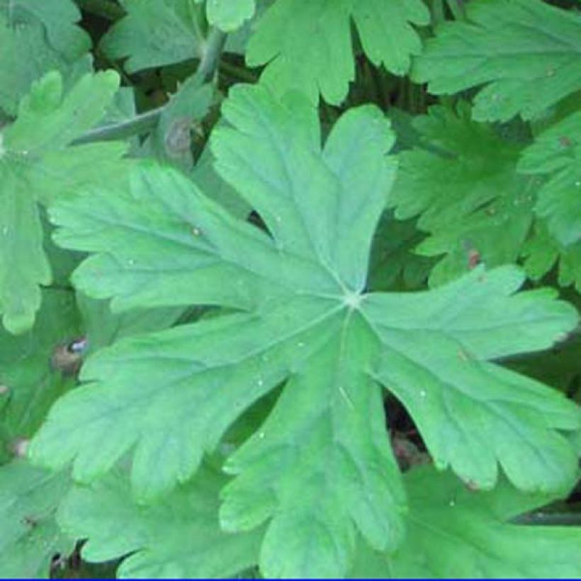 Geranium macrorrhizum Czakor - Balkan-Storchschnabel (Foliage)