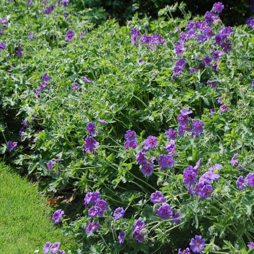 Geranium magnificum - Großer Storchschnabel (Plant habit)