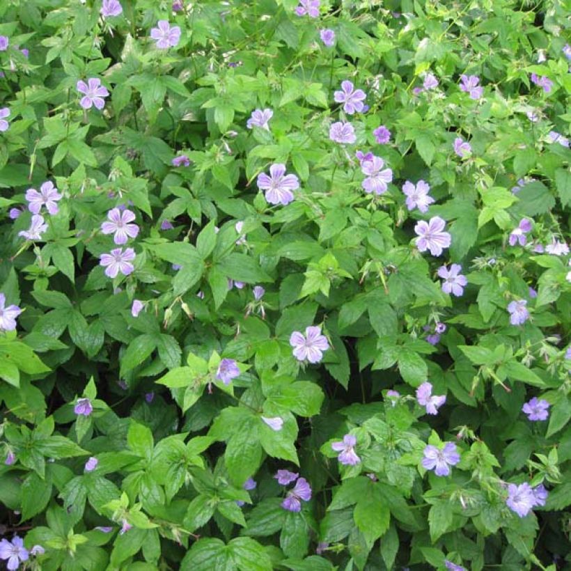 Geranium nodosum - Knotiger Bergwald Storchschnabel (Plant habit)
