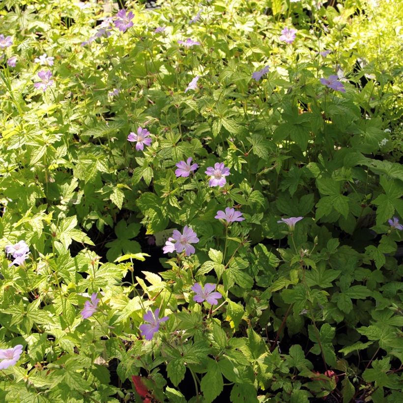 Geranium nodosum Simon - Knotiger Bergwald Storchschnabel (Plant habit)