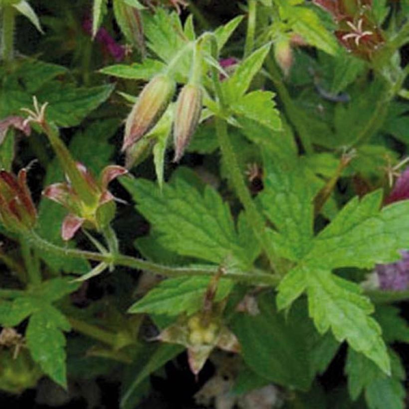 Geranium oxonianum Hollywood - Oxford-Storchschnabel (Foliage)