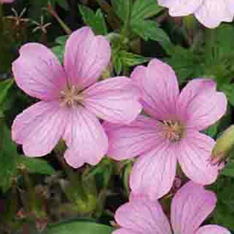 Geranium oxonianum Hollywood - Oxford-Storchschnabel (Flowering)