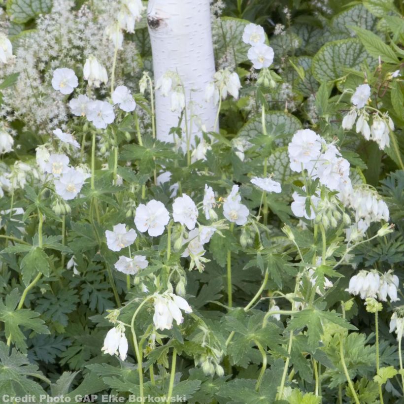 Geranium phaeum Album - Brauner Storchschnabel (Plant habit)