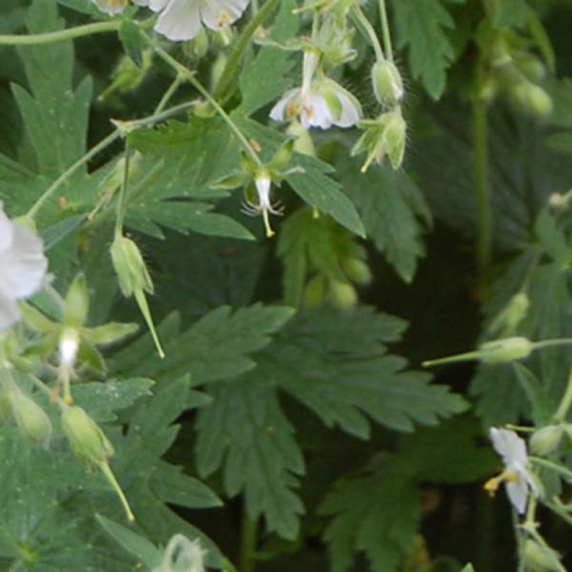 Geranium phaeum Album - Brauner Storchschnabel (Foliage)