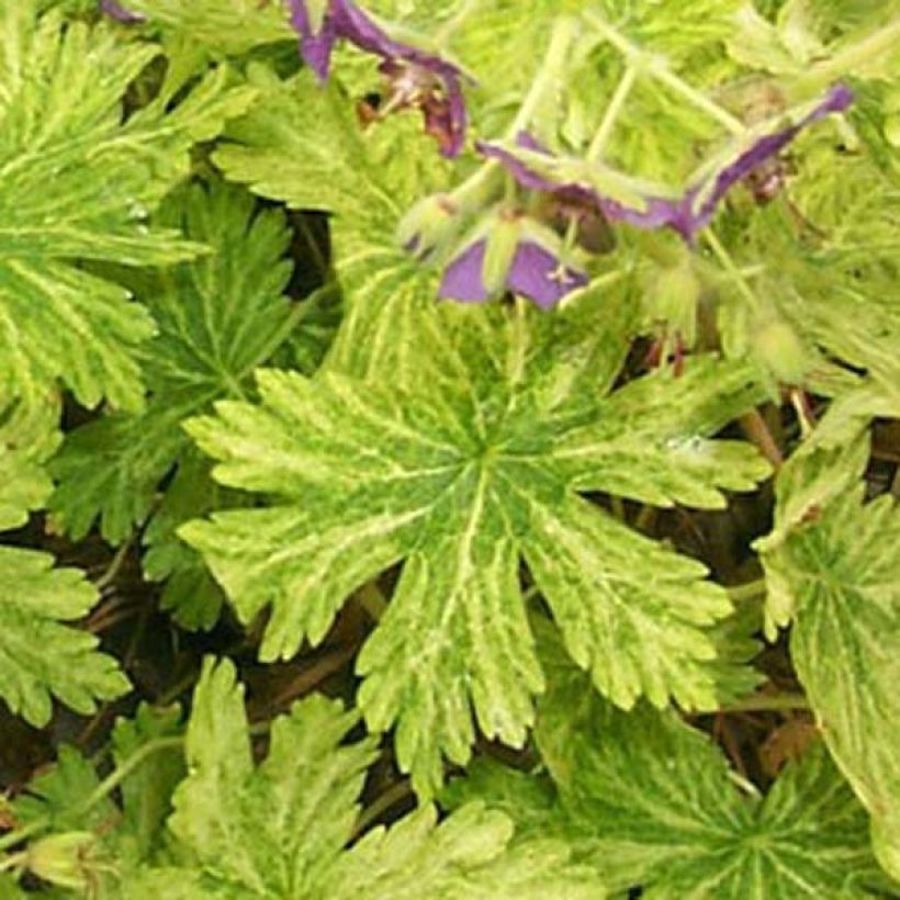 Geranium phaeum Margaret Wilson - Brauner Storchschnabel (Foliage)