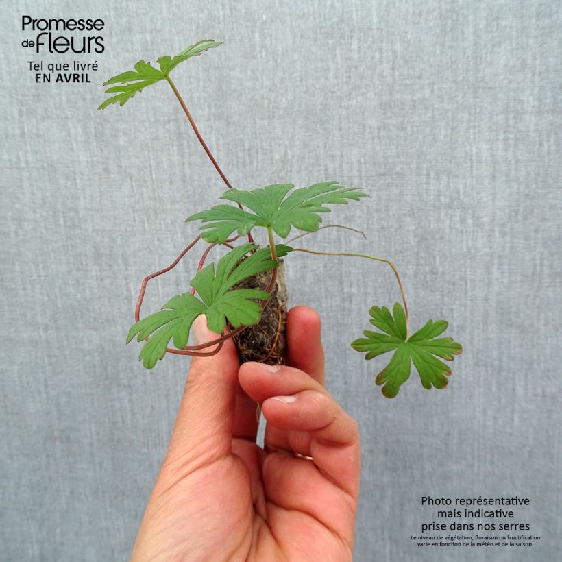 Exemplar von Geranium pratense Else Lacey - Wiesen-Storchschnabel Mini-Plug Ø 1,5/2,5 cm wie im Frühjahr geliefert