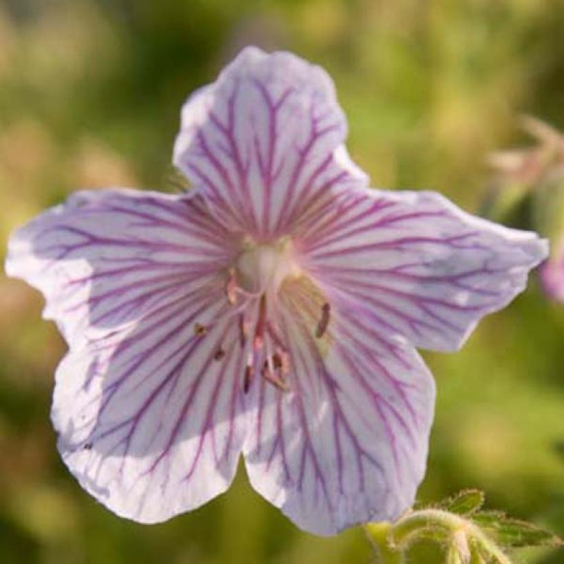 Geranium pratense Ilja - Wiesen-Storchschnabel (Flowering)