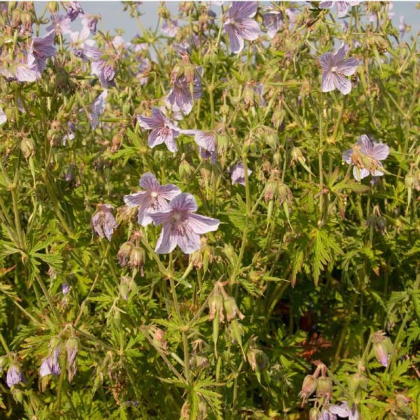 Geranium pratense Ilja - Wiesen-Storchschnabel (Plant habit)