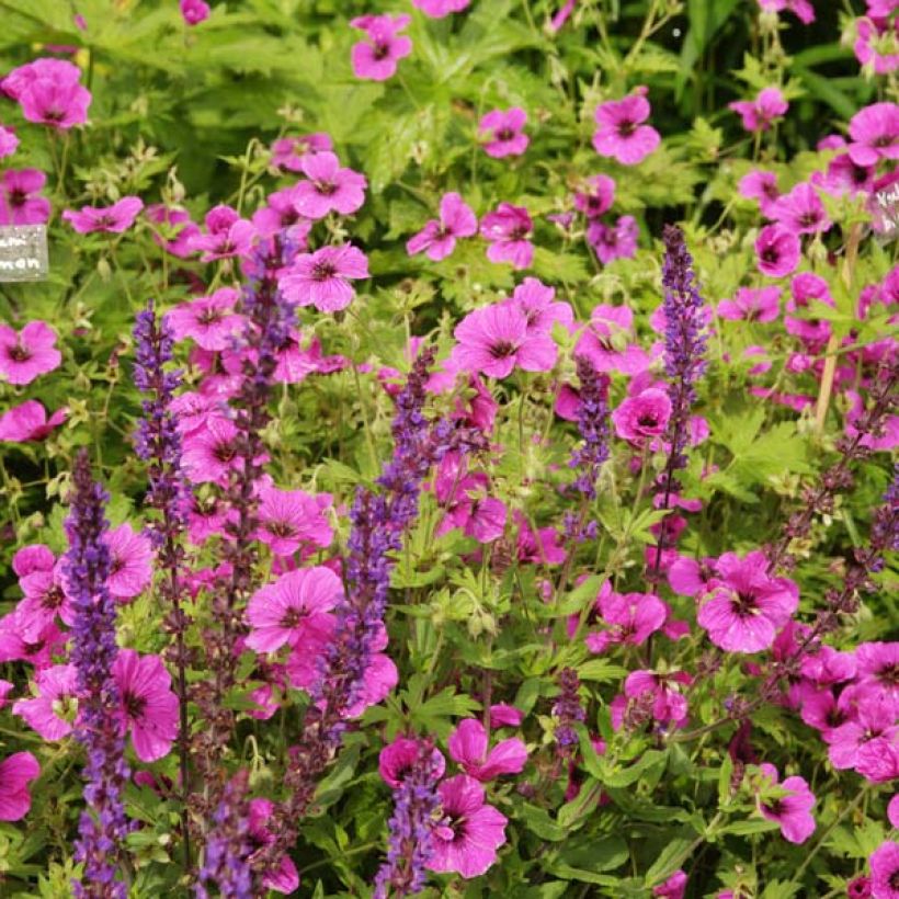 Geranium psilostemon Eva - Armenischer Storchschnabel (Plant habit)
