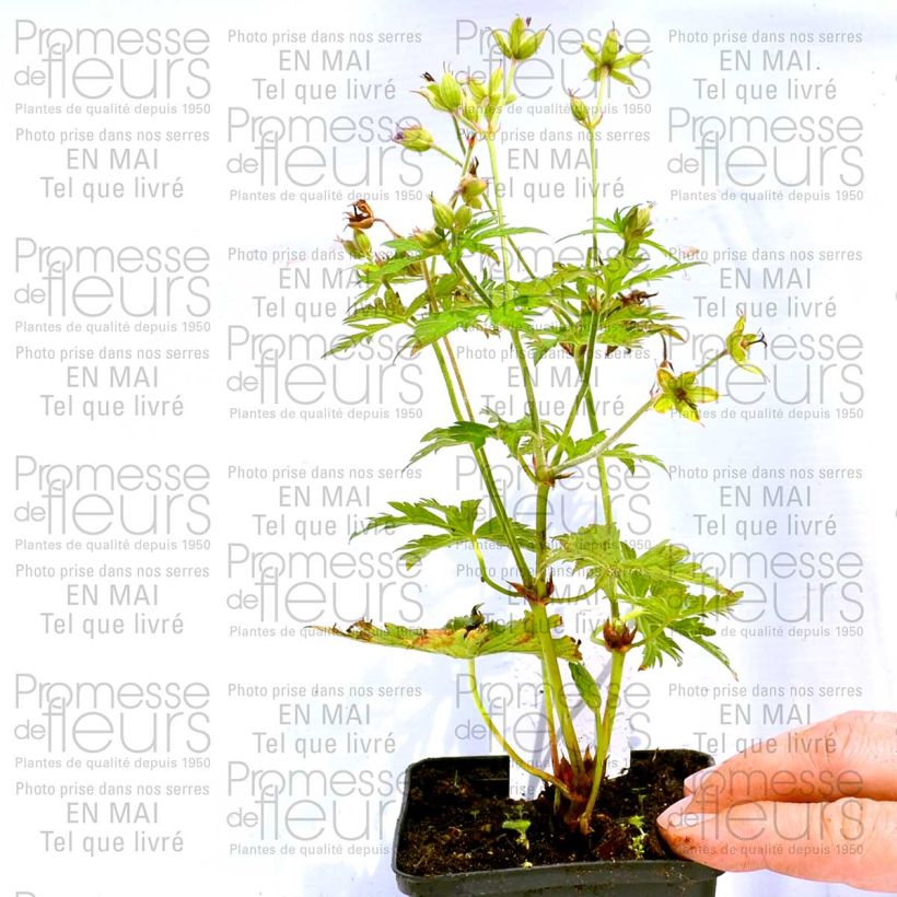 Example of Geranium psilostemon Eva - Armenischer Storchschnabel Kleine Töpfe von 8/9 cm as you get