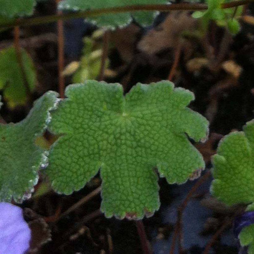 Geranium renardii Tcschelda - Kaukasus-Storchschnabel (Foliage)
