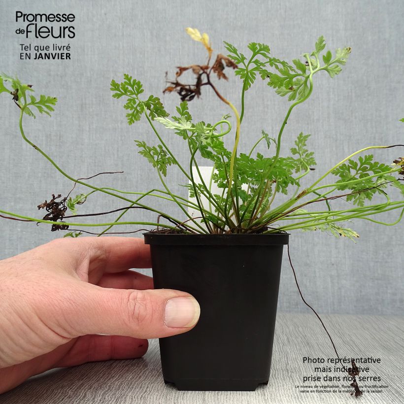 Exemplar von Geranium robertianum - Storchschnabel Kleine Töpfe von 8/9 cm wie im Winter geliefert