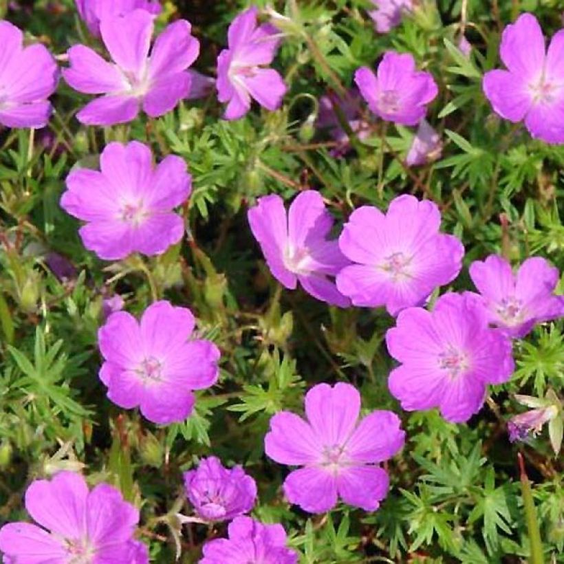 Geranium sanguineum Aviemore - Blutstorchschnabel (Foliage)