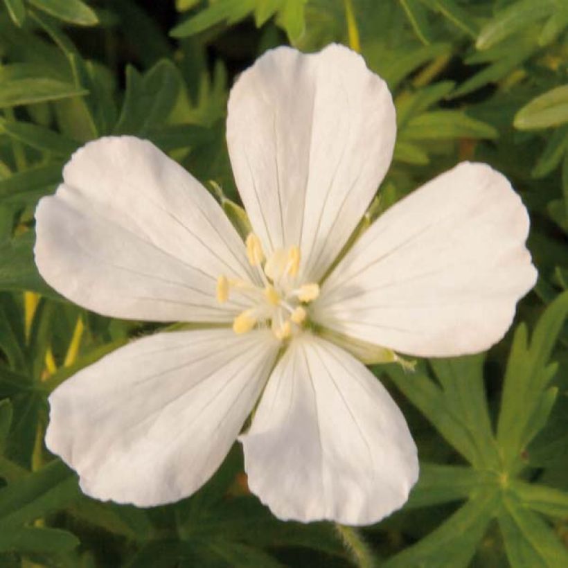 Geranium sanguineum Album - Blutstorchschnabel (Flowering)