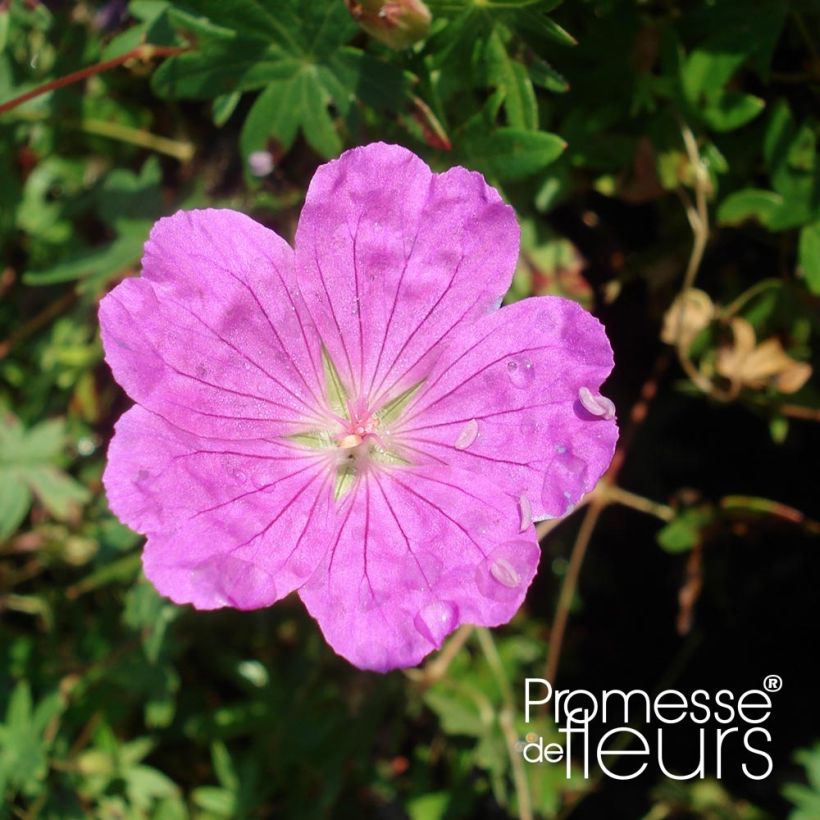 Geranium sanguineum Aviemore - Blutstorchschnabel (Flowering)
